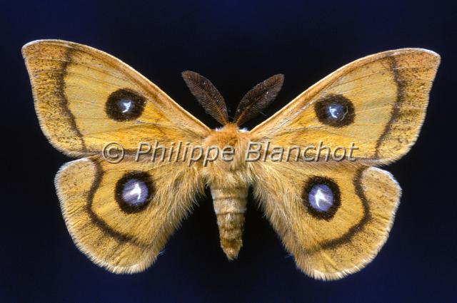 aglia tau.JPG - Aglia tau (male)HachetteLepidoptera, SaturniidaeFrance